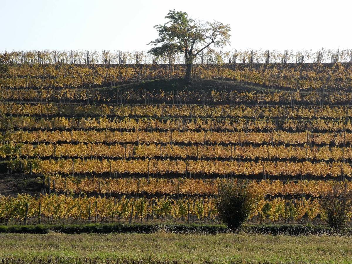 Casali Del Picchio - Winery Villa Cividale Del Friuli Exterior photo
