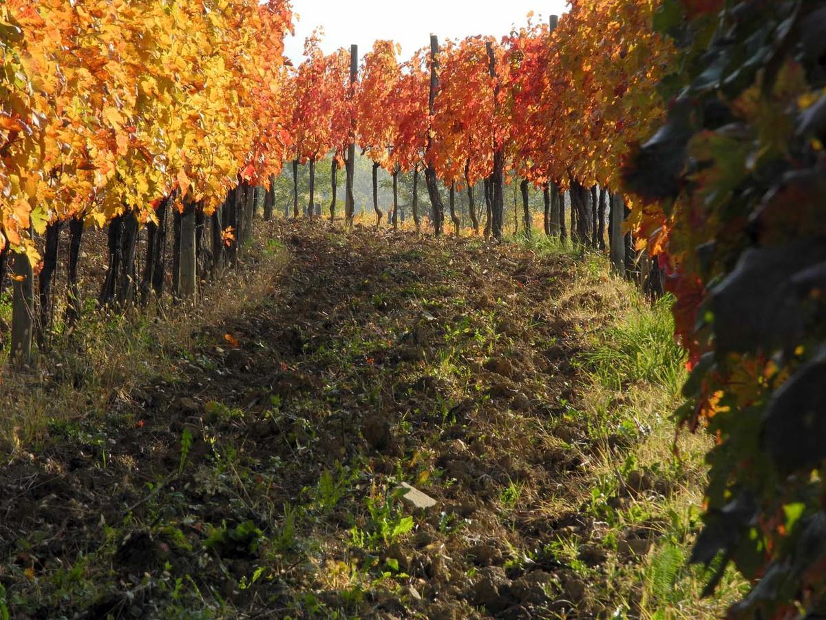 Casali Del Picchio - Winery Villa Cividale Del Friuli Exterior photo