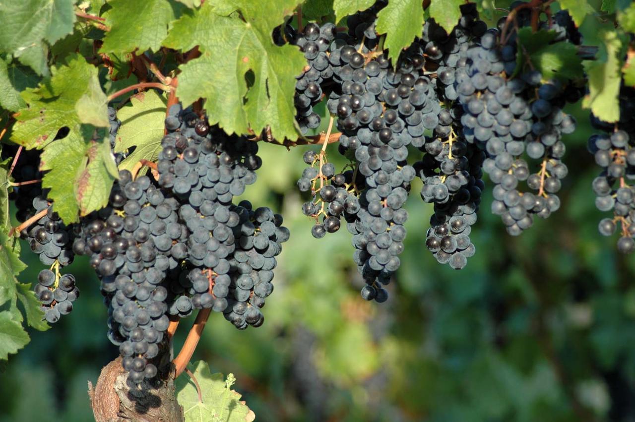 Casali Del Picchio - Winery Villa Cividale Del Friuli Exterior photo
